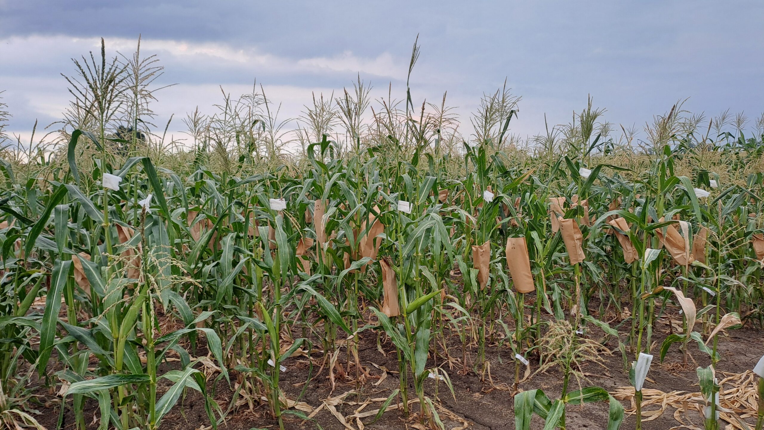 I custodi dell’agrobiodiversità: le varietà locali di mais al centro del progetto LO-MAIS